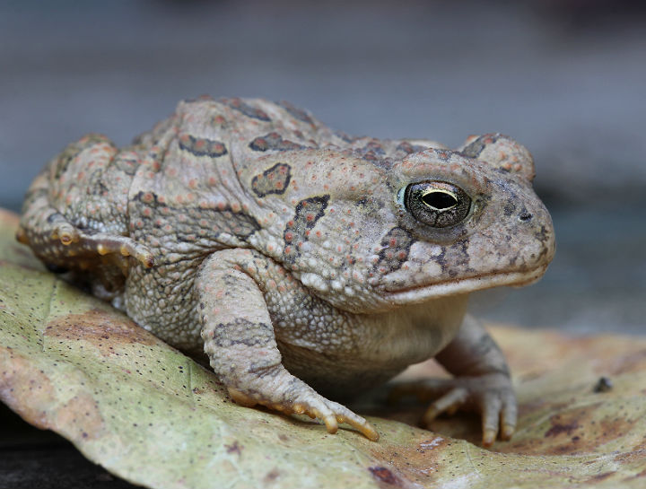 Fowler's Toad